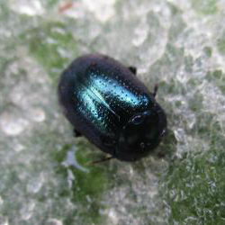 Chrysolina analis Chrysolina analis